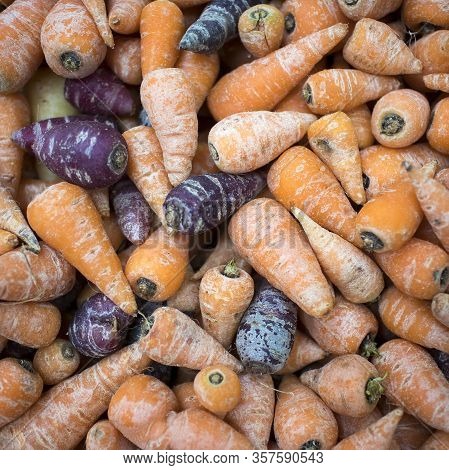 Purple And Orange Mini Carrots For Sale At A Farmers Market. Square Frame Format