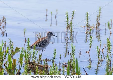 Sandpiper, Wood Sandpiper In Shallow Water (tringa Glareola) Wader Bird Sandpiper