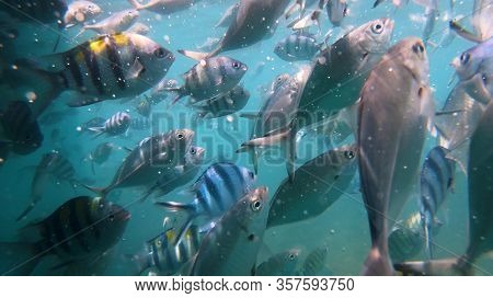 Beautiful Masses Of Fish Under The Sea