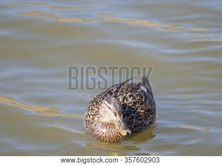 Close Up Mallard, Anas Platyrhynchos, Female Duck Bird Swimming On Lake Water Suface In Sunlight. Se