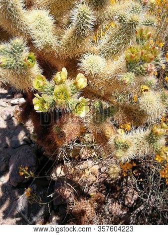 Beautful blooming echinocereus cactus in the desert, America
