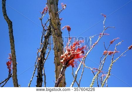 Blooming Pink Tree In Front Of Deep Blue Sky