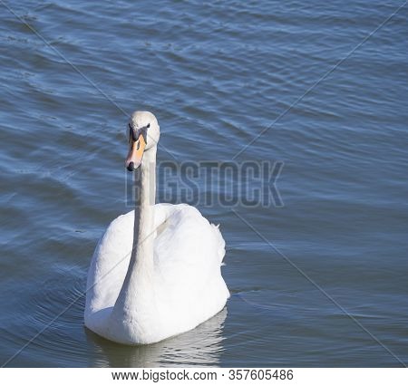 Close Up White Mute Swan, Cygnus Olor, Swimming On Lake Blue Water Suface In Sunlight. Selective Foc