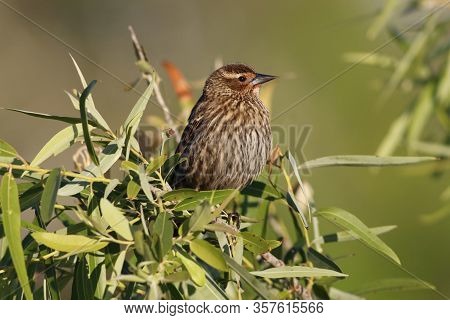 A  Female Red Winged Blackbird Pearched On A Bush In Florida