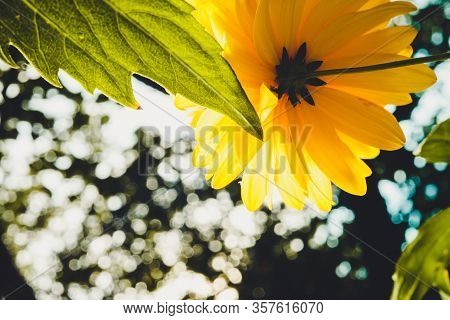 Yellow Flowers Of Rudbeckia Laciniata Goldquelle In The Open