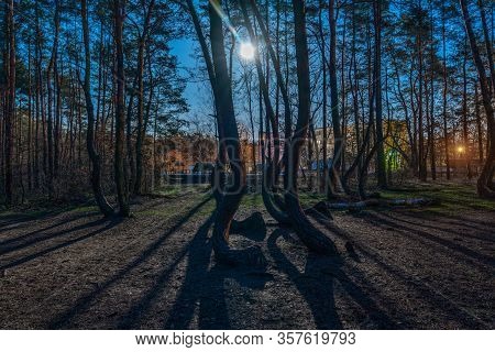 Nightshot With Full Moon At The Crooked Forest Krzywy Las