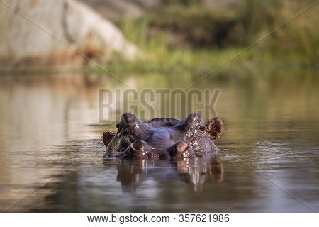 Hippopotamus Head In Surface Level Water View In Kruger National Park, South Africa ; Specie Hippopo