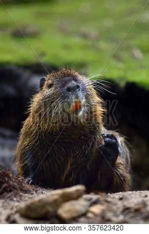 The Coypu (myocastor Coypus), Also Known As The Nutria. Nutria Near The Burrow.