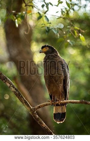 Portrait Of Crested Serpent Eagle Perched In Tree In Wilpattu National Park In Sri Lanka, Close Up P