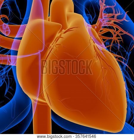 The Human Heart Is An Organ That Pumps Blood Throughout The Body Via The Circulatory System