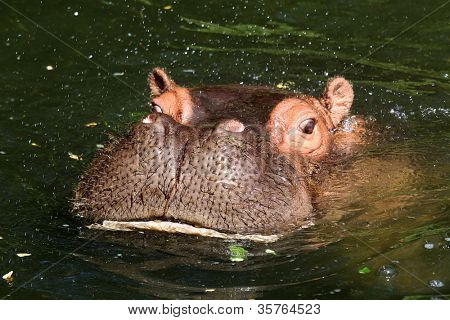 Hipopotam nilowy (Hippopotamus amphibius), ogród zoologiczny w Emmen (Holandia)