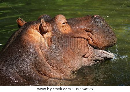 Hipopotam nilowy (Hippopotamus amphibius), ogród zoologiczny w Emmen (Holandia)