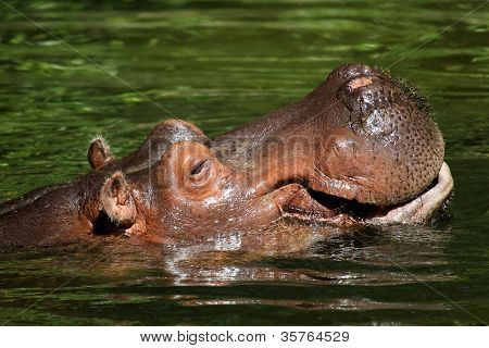 Hipopotam nilowy (Hippopotamus amphibius), ogród zoologiczny w Emmen (Holandia)