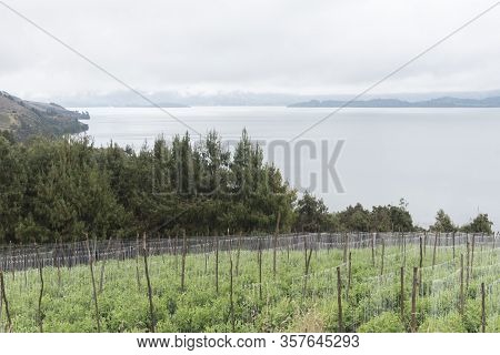 Pea Cultivation Next To Tota, The Largest Lake In Colombia; Pisum Sativum. Aquitania, Boyaca.