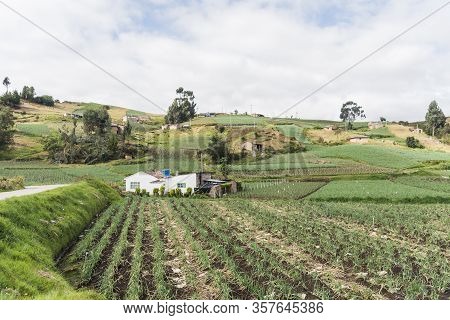Aquitania, Boyaca / Colombia; April 8, 2018: Rural Andean Landscape, Field Of Welsh Onion, Allium Fi