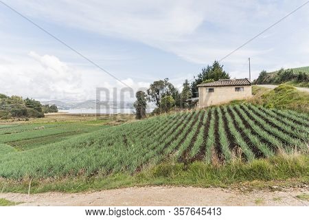 Aquitania, Boyaca / Colombia; April 8, 2018: Rural Andean Landscape, Field Of Welsh Onion, Allium Fi