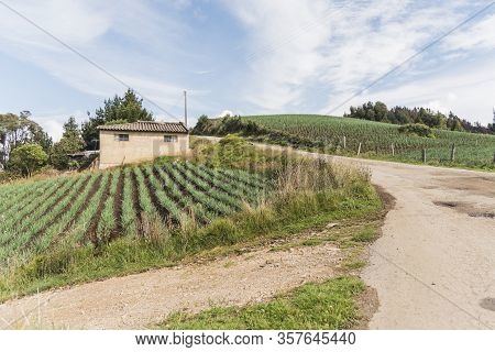 Aquitania, Boyaca / Colombia; April 8, 2018: Rural Andean Landscape, Field Of Welsh Onion, Allium Fi
