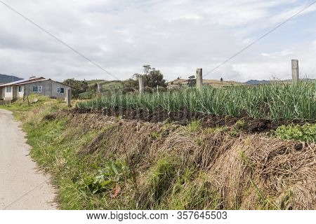 Aquitania, Boyaca / Colombia; April 8, 2018: Roadside Rural House And Field Of Welsh Onion, Allium F