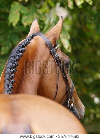 A Head Shot Of A Stunning Bay Stallion In A Snaffle Bridle Showing Of The Muscles In His Neck.