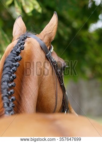 A Head Shot Of A Stunning Bay Stallion In A Snaffle Bridle Showing Of The Muscles In His Neck.