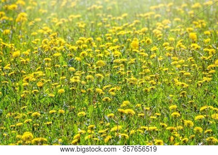 Field Of Yellow Dandelions. Summer Field Of Dandelions. Taraxacum Officinale, The Common Dandelion