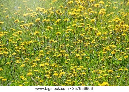 Field Of Yellow Dandelions. Summer Field Of Dandelions. Taraxacum Officinale, The Common Dandelion