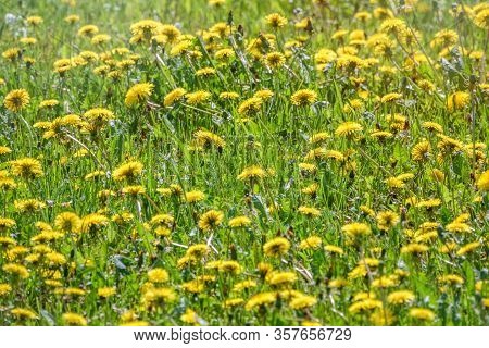 Field Of Yellow Dandelions. Summer Field Of Dandelions. Taraxacum Officinale, The Common Dandelion