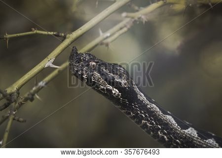 Bitis Nasicornis Venomous Viper