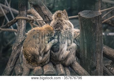 Barbary Macaque Monkeys
