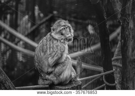 Barbary Macaque Monkeys