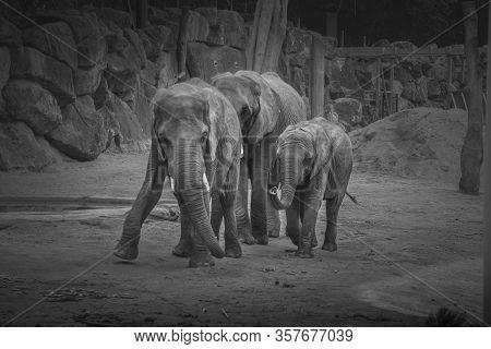 Black And White Elephants