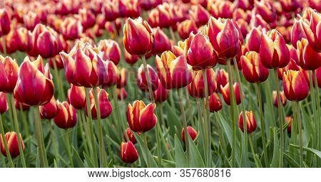 Field Of Beautiful Colorful Tulips In Holland.