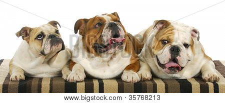três bulldogs estabelece littermates de 8 meses de idade