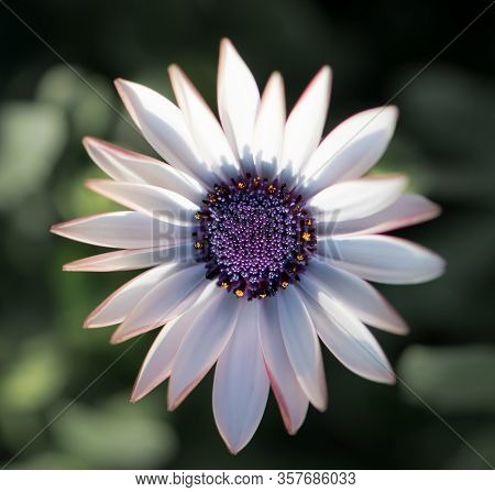 White Daisy With Purple Middle. Close Up. Osteospermum Fruticosum. White Flower With Green Blurry Ba