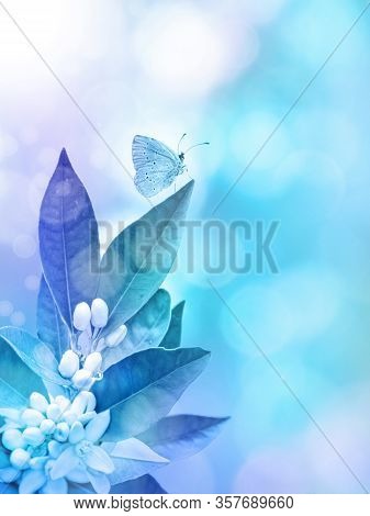 Neroli Blossom And Butterfly On The Blurred Blue Vertical Background. Spring Flowers.