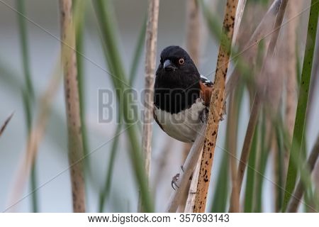 Spotted Towhee Clinging Tightly To Vegetation Perch In The Estuary Looking Through Reeds With Wide E