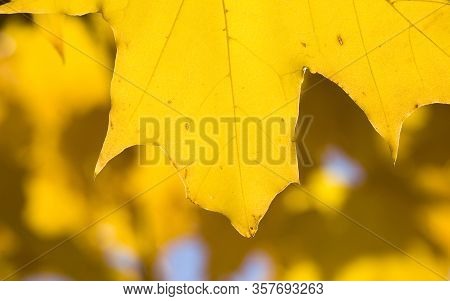 A Large Number Of Yellow Maple Leaves On The Branches Of An Old Tree, Early Autumn, September Or Oct
