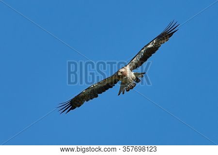 The Booted Eagle in flight (Aquila pennata)
