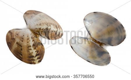 Anadara inaequivalvis bivalve mollusk shells, 40 mm. Isolated on white.