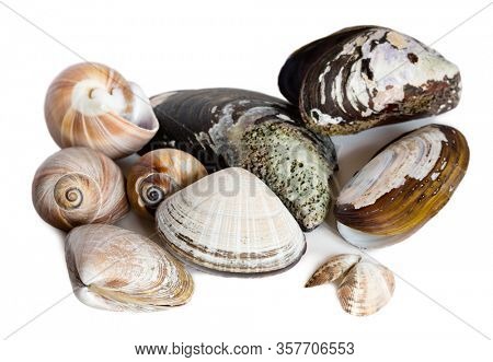 Mollusk marine shells isolated on white background