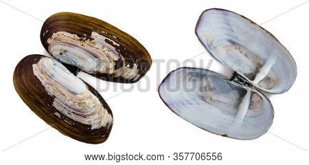 Shell of a bivalve mollusk marine stalk Siliqua patula. Isolated on white.