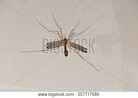 Crane Fly On The Wall Inside. Tipula Sp