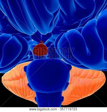 Brain Is One Of The Largest And Most Complex Organs In The Human Body. It Is Made Up Of More Than 10