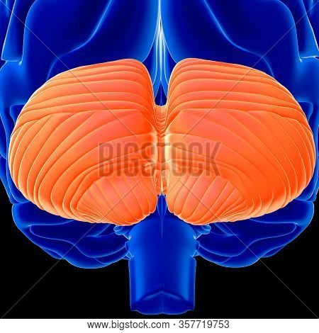 Brain Is One Of The Largest And Most Complex Organs In The Human Body. It Is Made Up Of More Than 10