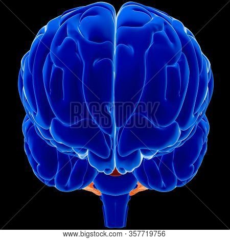 Brain Is One Of The Largest And Most Complex Organs In The Human Body. It Is Made Up Of More Than 10