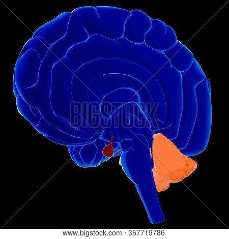 Brain Is One Of The Largest And Most Complex Organs In The Human Body. It Is Made Up Of More Than 10