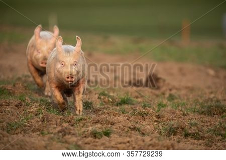 Pigs eating on a meadow in an organic meat farm - wide angle lens shot