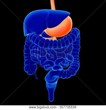 Stomach Is A Muscular Organ Located On The Left Side Of The Upper Abdomen. The Stomach Secretes Acid