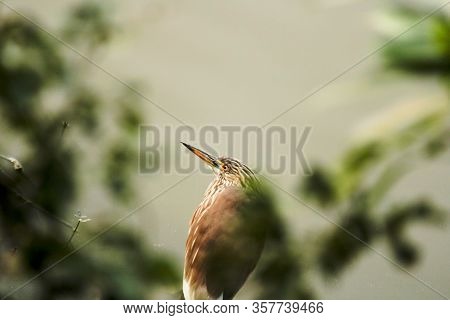 Striated Heron Bird Sitting At Lake Side