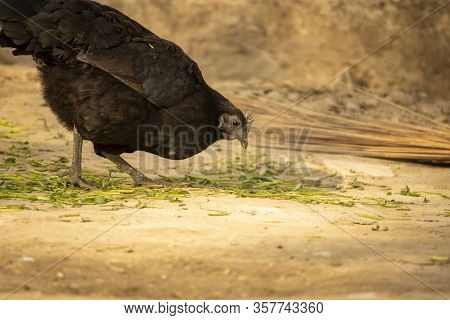 Female Chicken Of Kadaknath Breed From India Madhya Pradesh